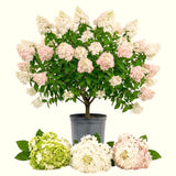 Live Green Hydrangea Tree Plant, Large-Bloom Flower Shrub, 6-12 Inches Tall
