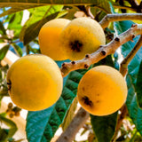 Live Loquat Fruit Tree Seedling, 5-9 Inches Tall, 4-Inch Pot, Outdoor Use