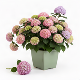 Live Pink Hydrangea Tree In Quart Pot, 6-12 Inches Tall For Garden Planting