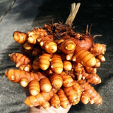 2 Live Curcuma Turmeric Ginger Plants, Hardy, 4-6 Inches Tall For Planting
