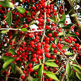 2 Live Holly Shrub Plants, Well-Rooted, 4-6 Inches Tall For Home Gardens