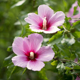 Live Pink Rose Of Sharon Shrub, Potted Hibiscus Syriacus, 6-13 Inches Tall