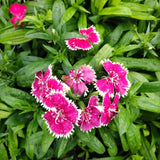 6 Red Live Dianthus Plants, Flowering Outdoor Plants For Garden Planting