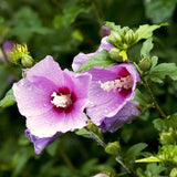 Ornamental Pink Althea Rose Of Sharon Shrub, Live Plant, 6-12 Inches Tall