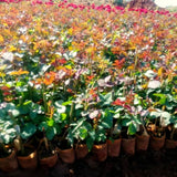 Live Yellow Rose Plant, Well Rooted, Fragrant Blooms, 5 To 9 Inches Tall