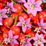 Live Goji Berry Tree, 5-9 Inch Cold Hardy Plant For Home Garden Spaces