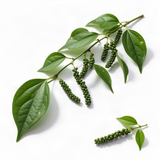 Well-Rooted Black Pepper Vine, Live Piper Nigrum Plant, 4-6 Inches Tall