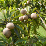 Sapodilla Fruit Tree, Live 6-10 Inch Tropical Plant In Half-Gallon Pot