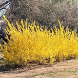 Garden Yellow Forsythia Flower Shrub, 6-13 Inch Tall Live Plant, Bare Root