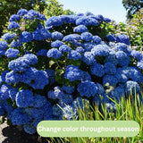 Live Assorted Hydrangea Shrub, 5-11 Inch Starter Plant For Containers, Beds