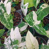2 Live Variegated Philodendron Plants, Easy-Care Houseplants, 5-7 In Tall