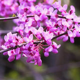 2 Live Redbud Trees, 6-12 Inch Dormant Bare Root Flowering Landscape Plants