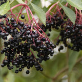 Elderberry Live Bush Plant, Edible Fruit, 8-12 Inches Tall For Growing