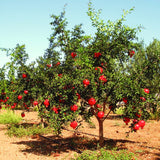 Live Pomegranate Fruit Tree Plant, Wonderful Variety, 5-10 Inches Tall