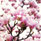 2 Jane Live Flowering Trees, 6-12 Inches Tall, In 2.5-Inch Garden Pots