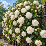 Live White Rose Flower Plant, Fragrant Bare Root For Landscape Planting