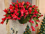 2 Live Red Christmas Cactus Plants, 4-7 Inch Holiday Flower Houseplants