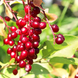 Live Plant, Red Chokecherry Berry Shrub, 8-14 Inches Tall, 2.5-Inch Pot