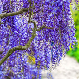 Live Blue Wisteria Plant, 2.5-Inch Pot, 6-12 Inches Tall Climbing Vine