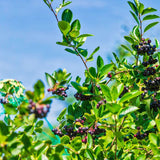 Live Black Aronia Chokeberry Shrub, 8-14 Inches Tall, Quart Container Plant