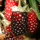 2 Live Boysenberry Plants, 5-8 Inch Trellis Vines, Indoor And Outdoor Use