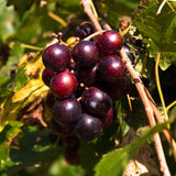 Live Muscadine Grape Vine, 4-7 Inch Plant For Backyard Orchard Growing
