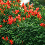 2 Live Red Honeysuckle Plants, 8-12 Inch Flowering Vines For Planting Tall