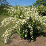 Live Philadelphus Mock Orange Shrub, Fragrant White Flowers, Quart Pot