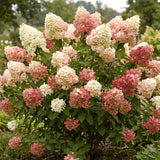 Live White To Pink Hydrangea Shrub, 6-12 Inch Potted Flowering Garden Plant