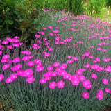 10 Live Red Dianthus Plants, Outdoor Flower Plants For Outside Planting