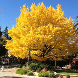 Live Ginkgo Biloba Tree Seedling, 6-12 Inch Ornamental Tree, Quart Pot