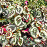 2 Live Angel Wing Maculata Begonia Plants, Silver Green, 5-9 Inches Tall