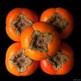 Cold Hardy American Persimmon Tree Seedling, 6-14 In. Tall In Quart Pot