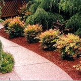 Live Nandina Ornamental Shrub In Pot, 6-9 Inch Hardy Garden Bush Plant