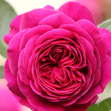 Fragrant Purple Climbing Rose Bush, Live Bare Root Plant For Indoor Outdoor