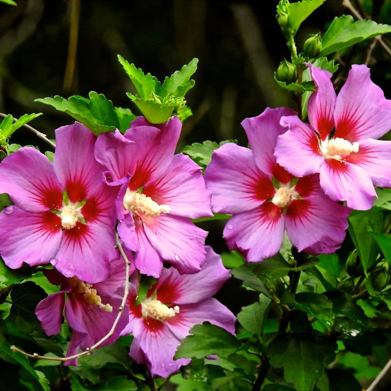 Live Pink Rose Of Sharon Shrub In Pot, Hardy Hibiscus, 6-13 Inches Tall