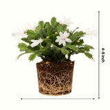 Indoor White Christmas Cactus Live Plant, 3-6 Inch Tall Flowering Plant