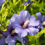 Live Purple Rose Of Sharon Shrub, 6-13 Inch Landscape Flower Plant In Pot