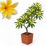 Live Yellow Plumeria Plant, 1 Gallon Pot, 1-2 Ft Tall Frangipani Tree.