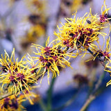Live Yellow Witch Hazel Tree, Autumn-Flowering Patio Shrub, A Quart Pot
