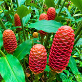Warm Climate Red Awapuhi Shampoo Ginger, Zingiber Zerumbet, 4-7 Inch Plant