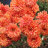 2 Live Orange Chrysanthemum Plants, Flowering Mums For Zone 6 Garden Beds