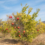 3 Live Red Pomegranate Trees, 8-10 Inch Tall Plants For Garden Growing