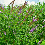 Pink Buddleia Butterfly Bush, 4 To 6 Inch Live Outdoor Starter Shrub Plant