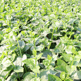 Half Gallon Potted Malabar Spinach Live Plant, 6-12 Inches Tall For Gardens