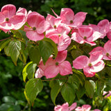 Live Pink Dogwood Tree In Quart Pot, 8-10 Inches Tall, For Outdoor Planting