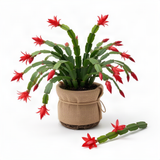 Live Red Easter Cactus, 5-7 Inch Indoor Houseplant For Hanging Basket Decor