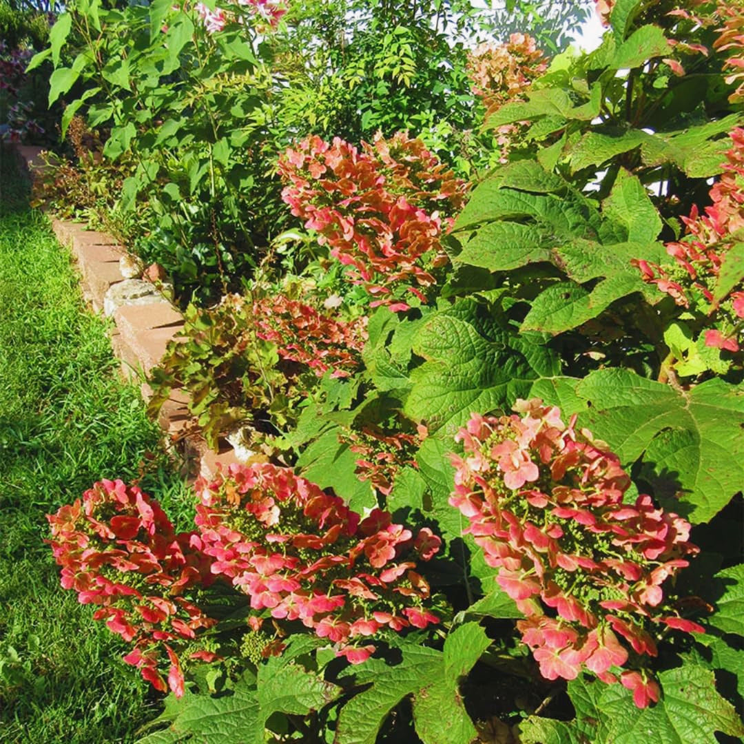 Ruby Slipper Hydrangea Live Plant, 5-9 Inch Flowering Outdoor Garden Shrub