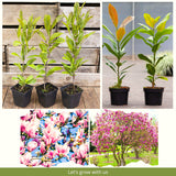 Live Jane Magnolia Ornamental Tree, 6-12 Inch Starter Plant For Gardens