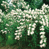 Live Mock Orange Tree, White Flowering Fragrant Philadelphus Shrub Plant